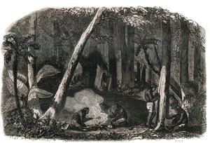 Cosecha de caucho en los bosques de Brasil de French School